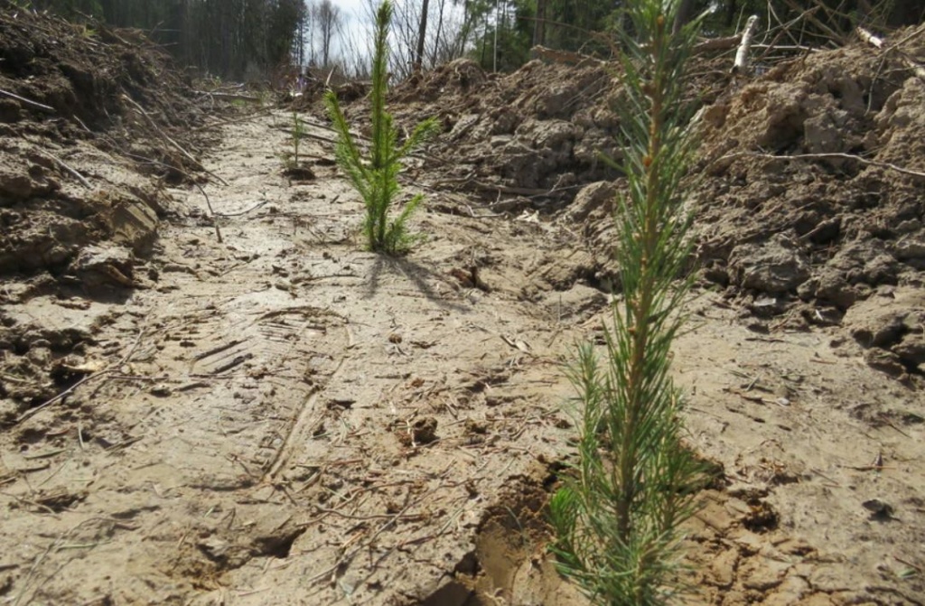 Более 330 тыс деревьев высадили в Подмосковье в рамках акции «Лес Победы»